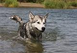 ALASKAN MALAMUTE 652